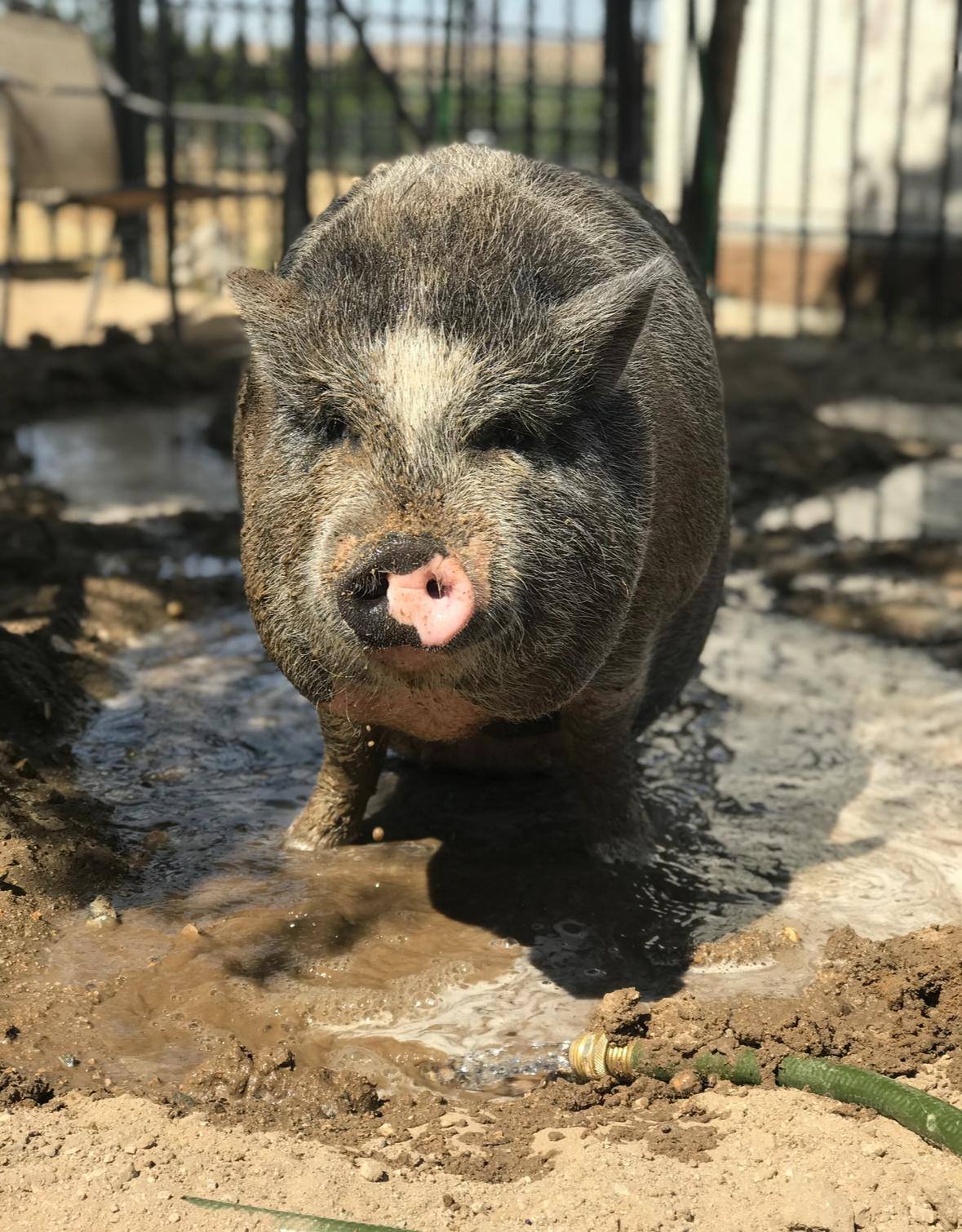 Enlarge Hammy, a Adoptable mixed breed in Helendale, CA image 2/2