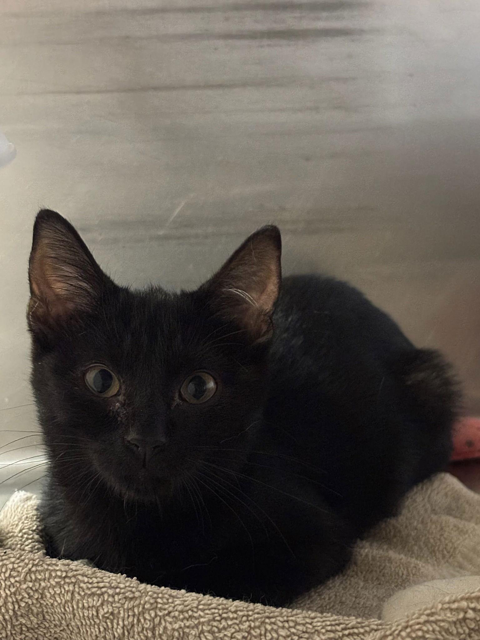 Panther, a Adoptable Domestic Short Hair in Hopewell, VA image 1/2