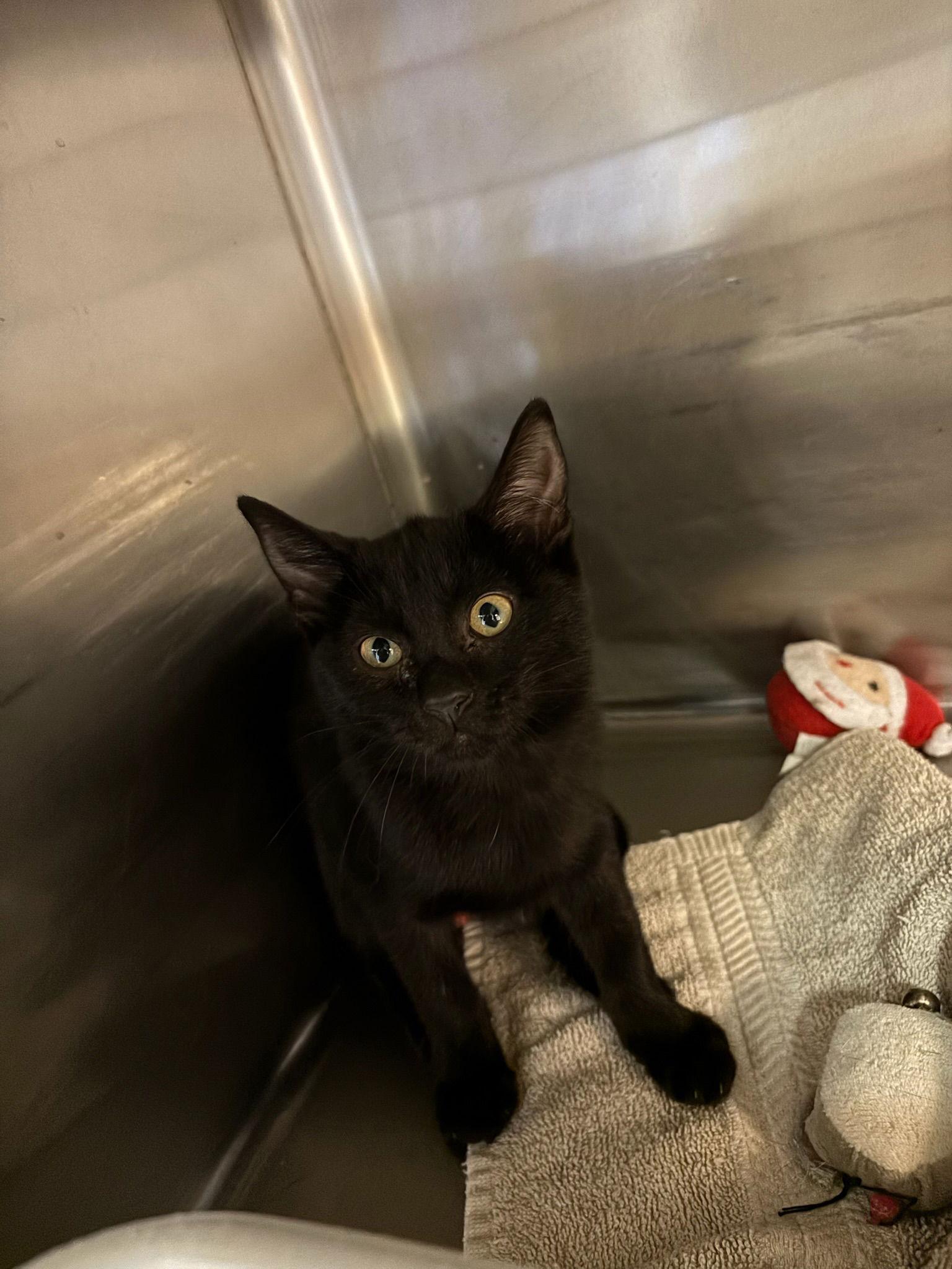 Panther, a Adoptable Domestic Short Hair in Hopewell, VA image 2/2