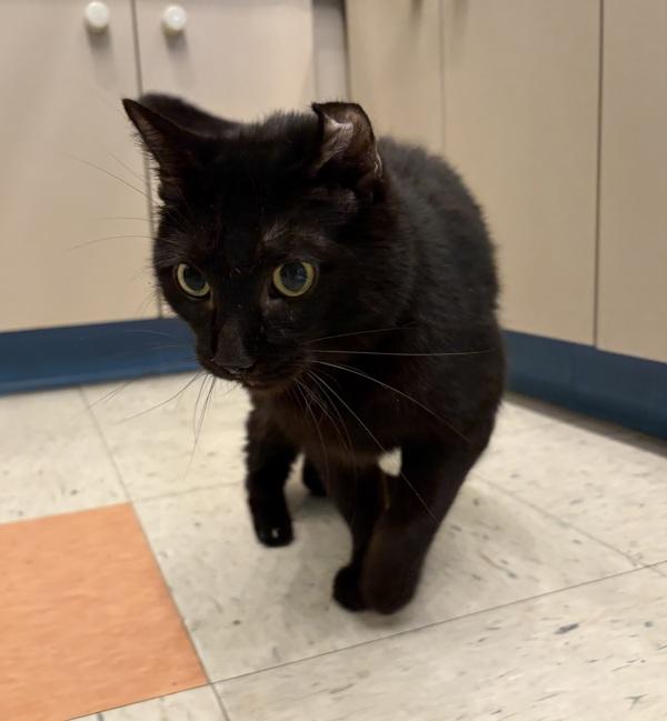 Marina, Adoptable, Senior Female Domestic Short Hair.