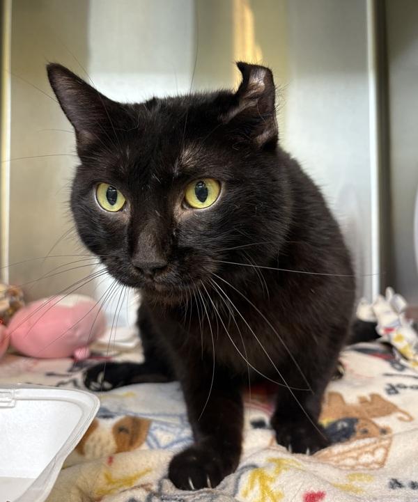 Enlarge Marina, a Adoptable mixed breed in Sioux City, IA image 2/6