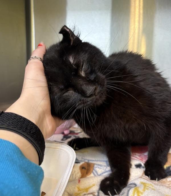 Enlarge Marina, a Adoptable mixed breed in Sioux City, IA image 3/6