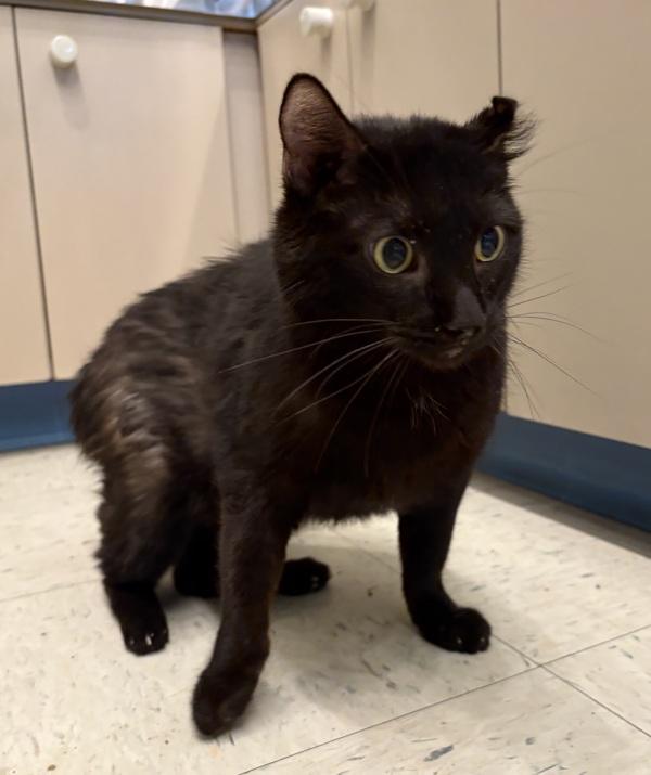 Enlarge Marina, a Adoptable mixed breed in Sioux City, IA image 4/6