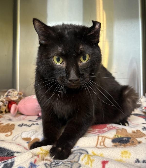 Enlarge Marina, a Adoptable mixed breed in Sioux City, IA image 5/6