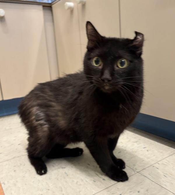 Enlarge Marina, a Adoptable mixed breed in Sioux City, IA image 6/6