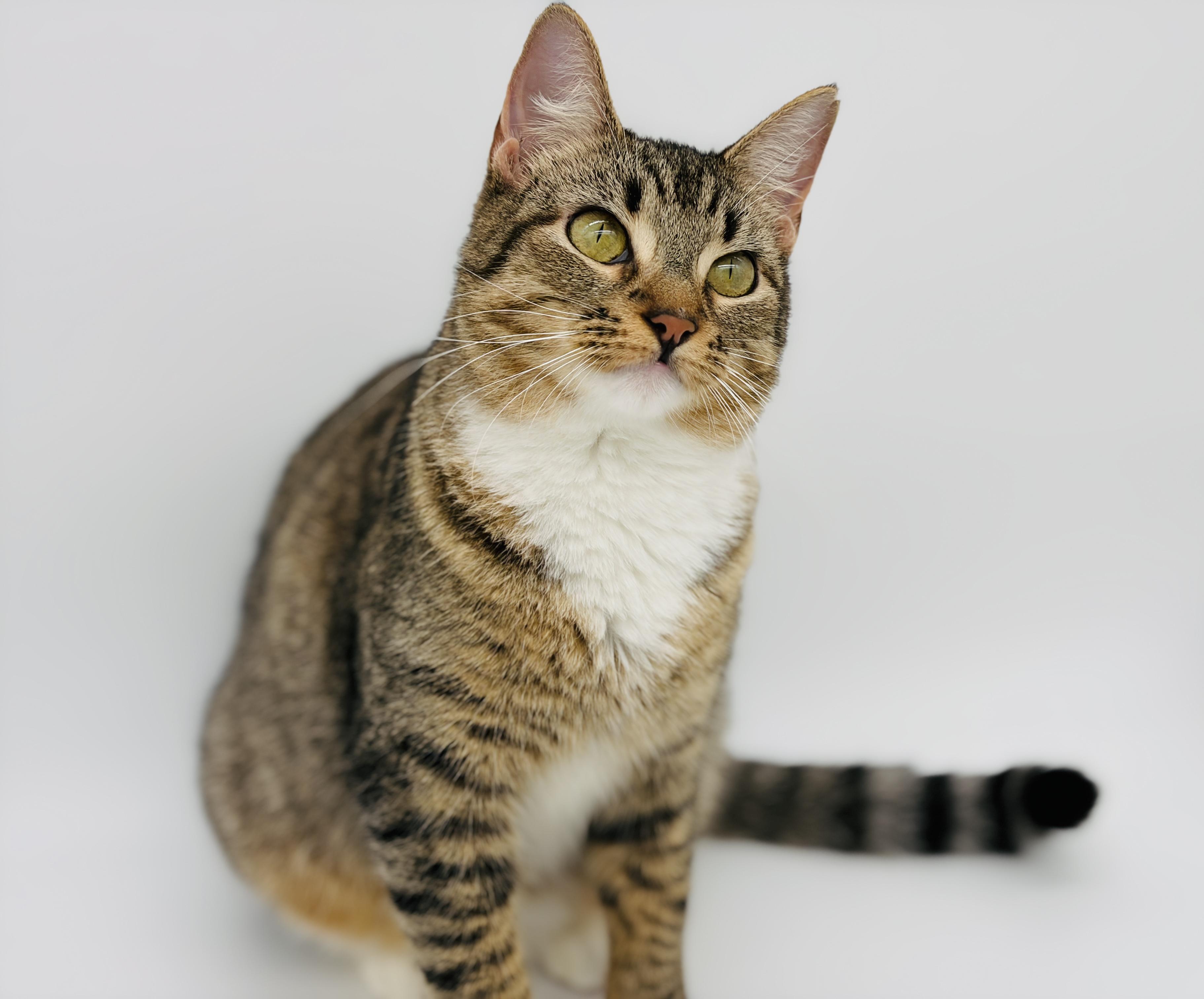 Enlarge Bittie, a Adoptable Domestic Short Hair in Rocky Hill, CT image 4/4