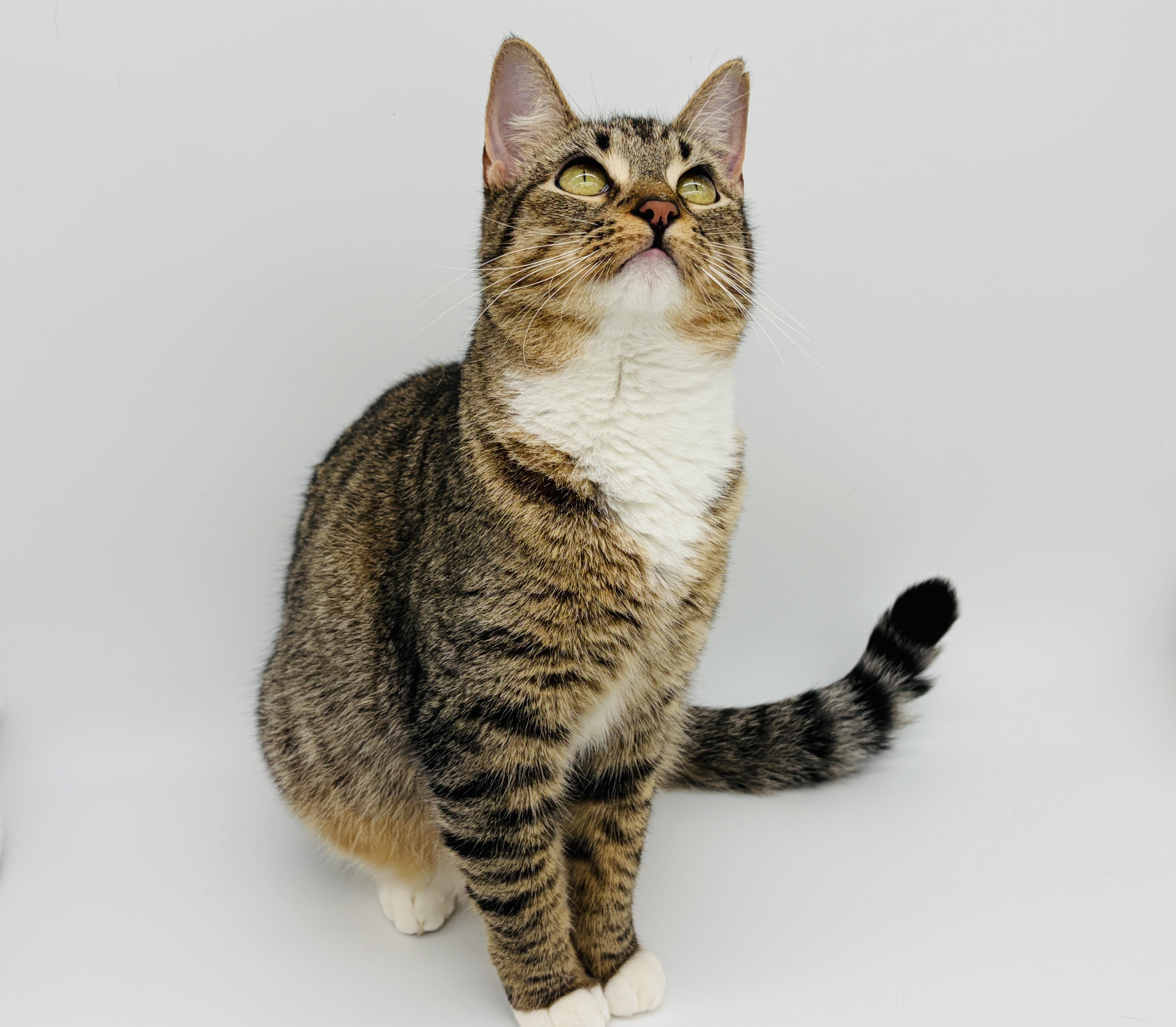 Enlarge Bittie, a Adoptable Domestic Short Hair in Rocky Hill, CT image 3/4