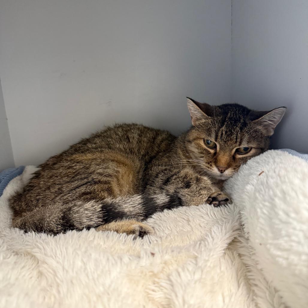 Baylee, Adoptable, Adult Female Domestic Short Hair.