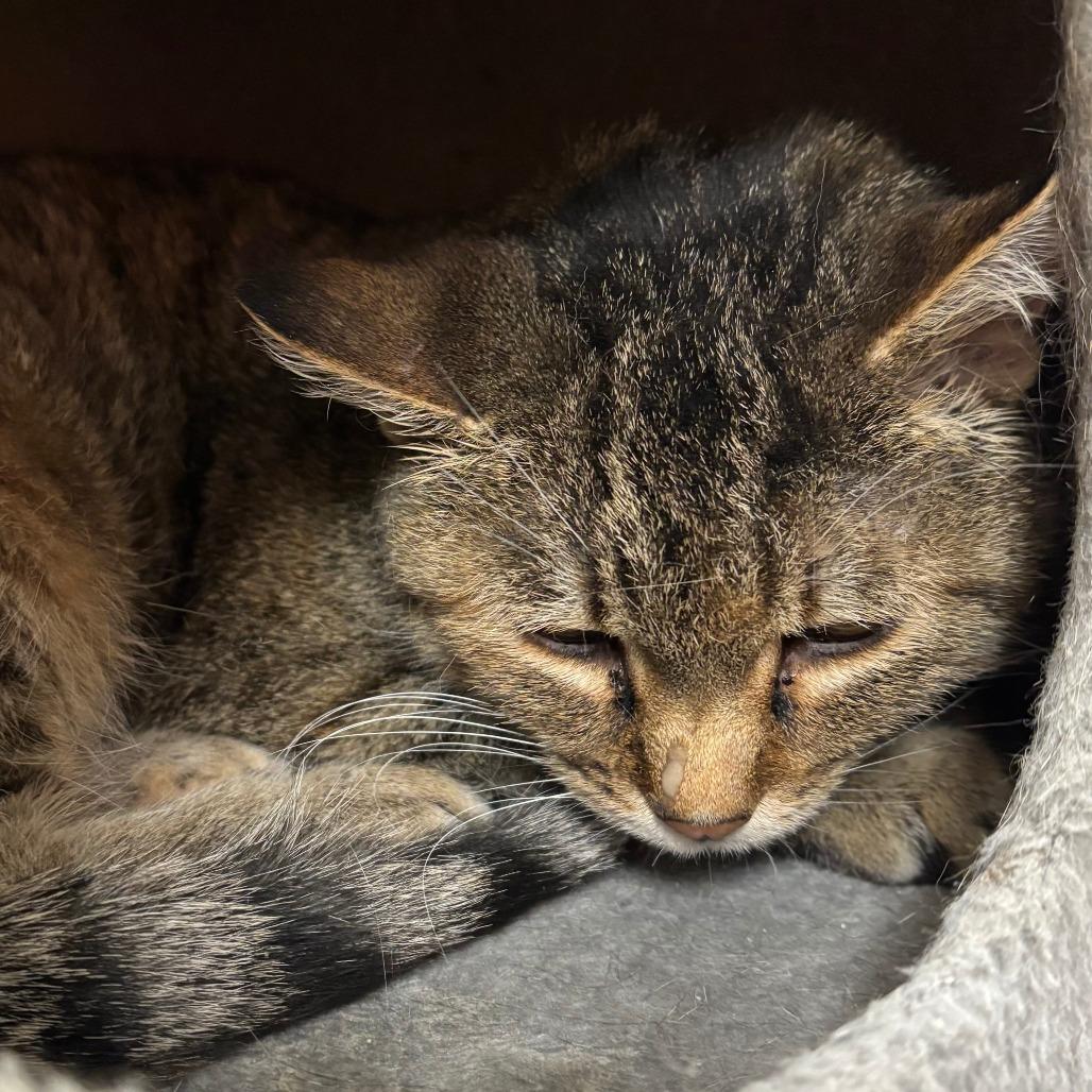 Enlarge Baylee, a Adoptable Domestic Short Hair in Naperville, IL image 2/2