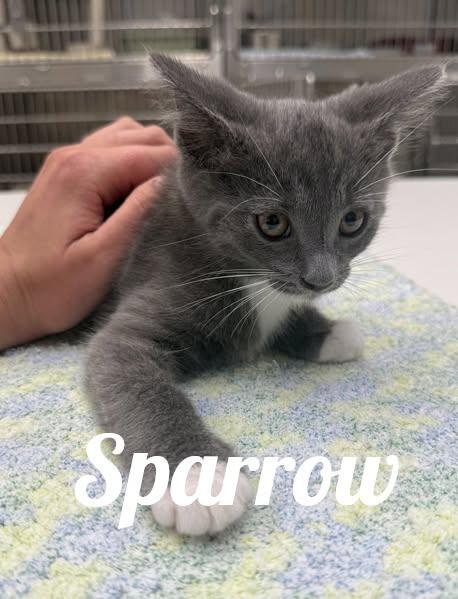Enlarge Sparrow, a Adoptable Domestic Short Hair in Manistee, MI image 1/1