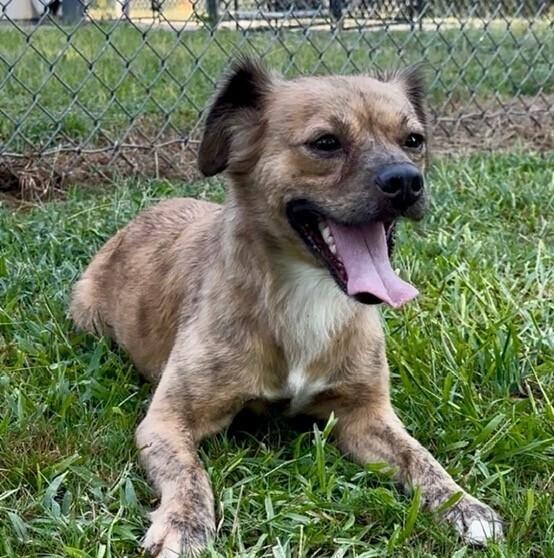 Enlarge Tinker Bell, a Adoptable mixed breed in Washington, DC image 1/1