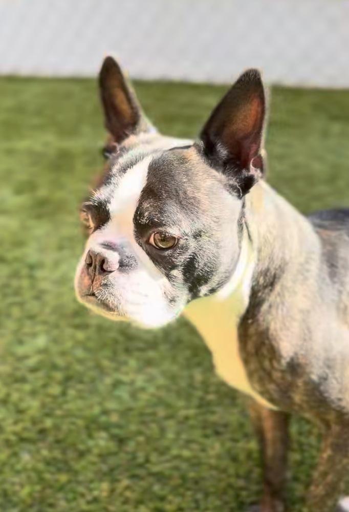 Frankie, Adoptable, Adult Male Boston Terrier.