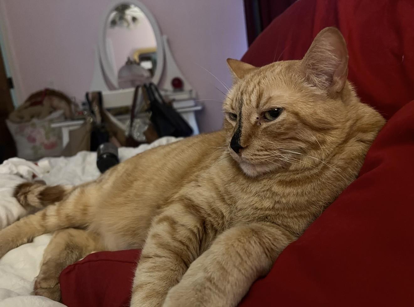 *COURTESY POST *ATHENA, ZIGGY AND ZEUS *COURTESY POST