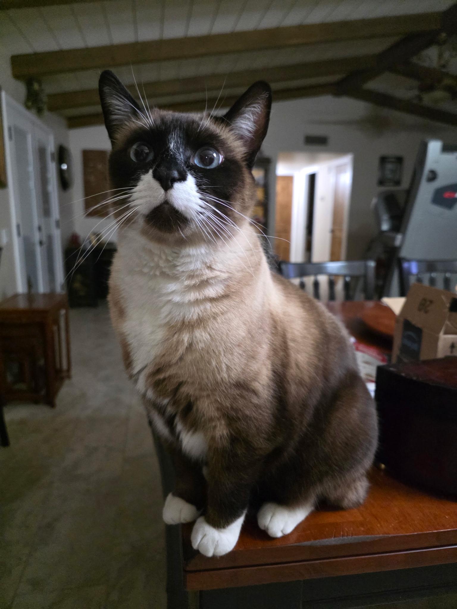 *COURTESY POST *ATHENA, ZIGGY AND ZEUS *COURTESY POST — thumbnail 2