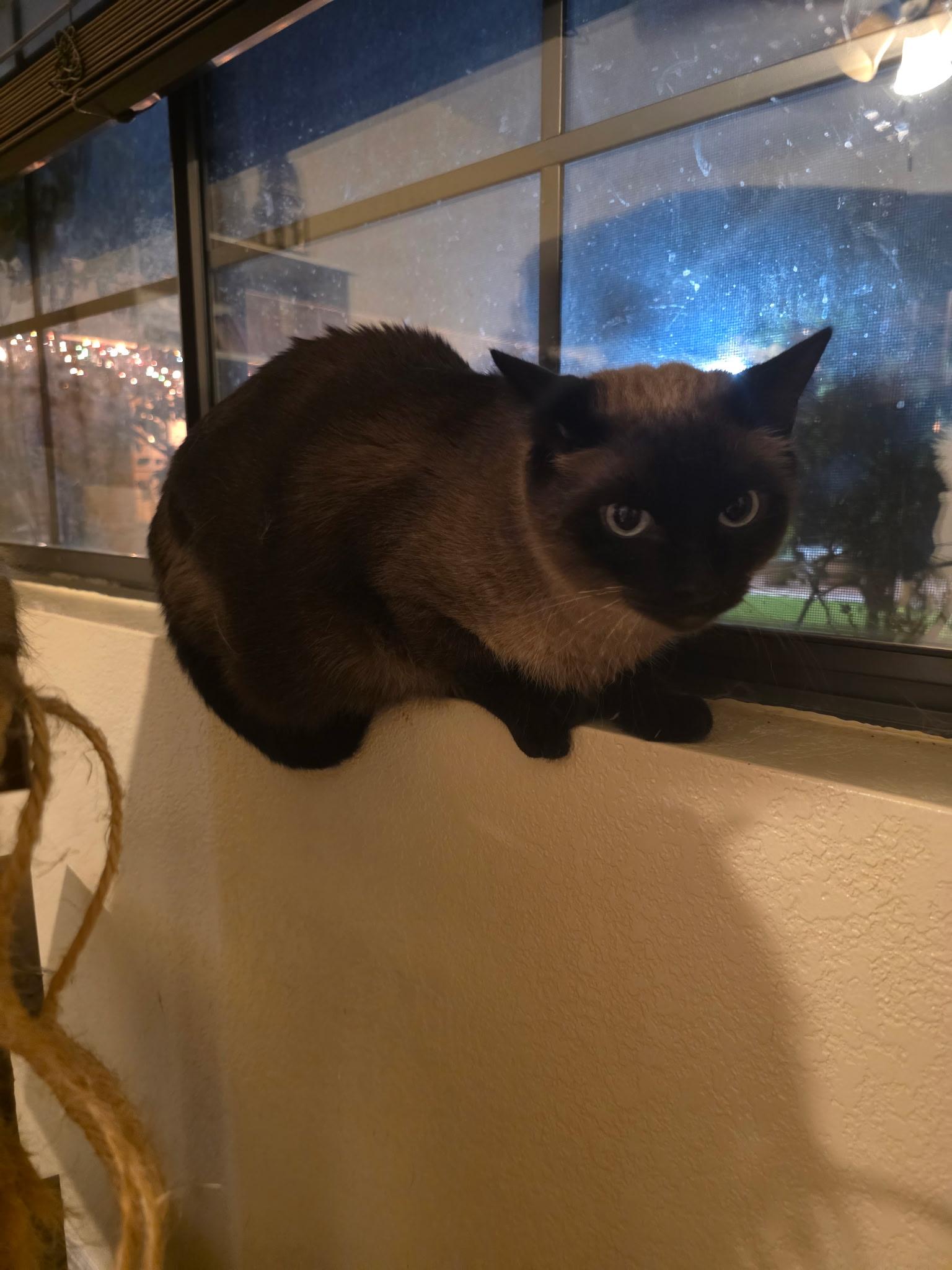 *COURTESY POST *ATHENA, ZIGGY AND ZEUS *COURTESY POST — thumbnail 3