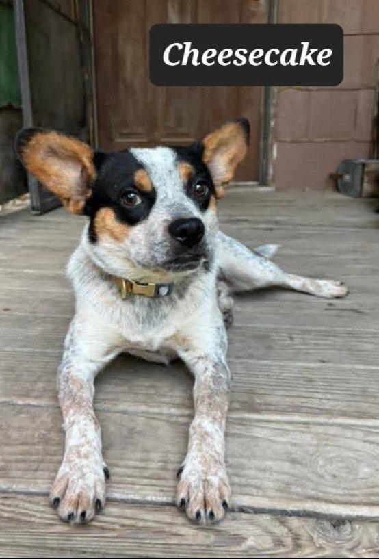 Cheesecake, Adoptable, Puppy Male Corgi & Australian Cattle Dog / Blue Heeler.