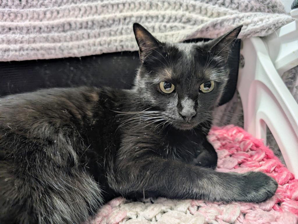 Nori, Adoptable, Adult Female Domestic Short Hair.