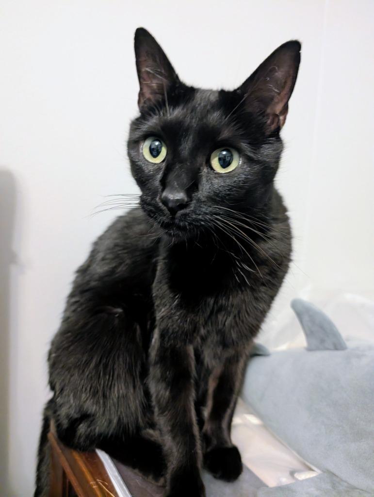 Nori, Adoptable, Adult Female Domestic Short Hair.