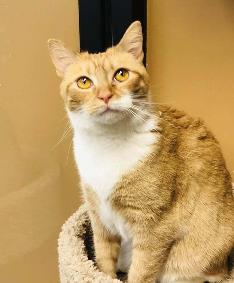 Enlarge Mango ET, a Adoptable Domestic Short Hair in Greenville, SC image 1/3