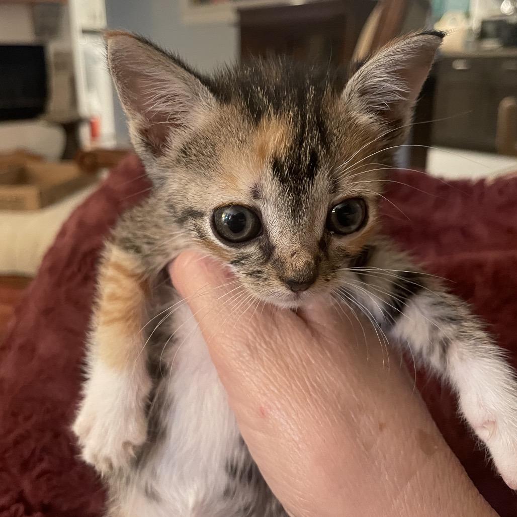 F-1 Trillion - DR, Adoptable, Kitten Female Domestic Short Hair.