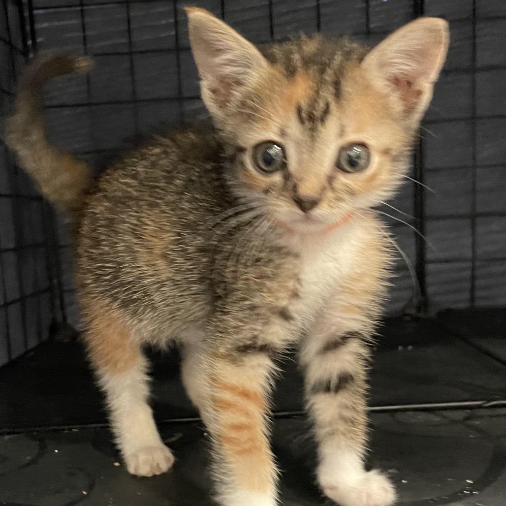 Enlarge F-1 Trillion - DR, a Adoptable Domestic Short Hair in Tallahassee, FL image 2/6