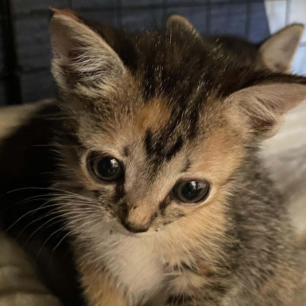 Enlarge F-1 Trillion - DR, a Adoptable Domestic Short Hair in Tallahassee, FL image 3/6