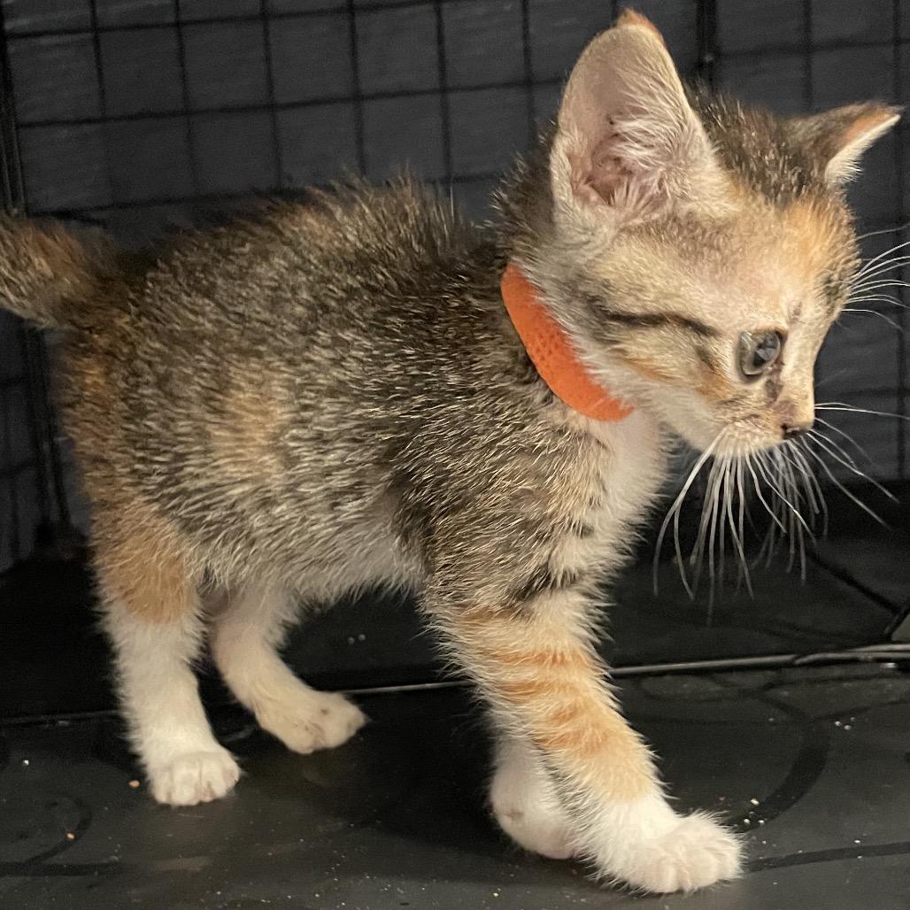 Enlarge F-1 Trillion - DR, a Adoptable Domestic Short Hair in Tallahassee, FL image 4/6