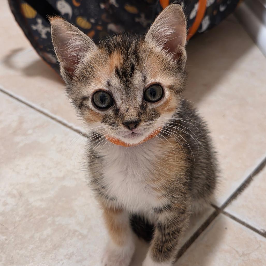Enlarge F-1 Trillion - DR, a Adoptable Domestic Short Hair in Tallahassee, FL image 5/6