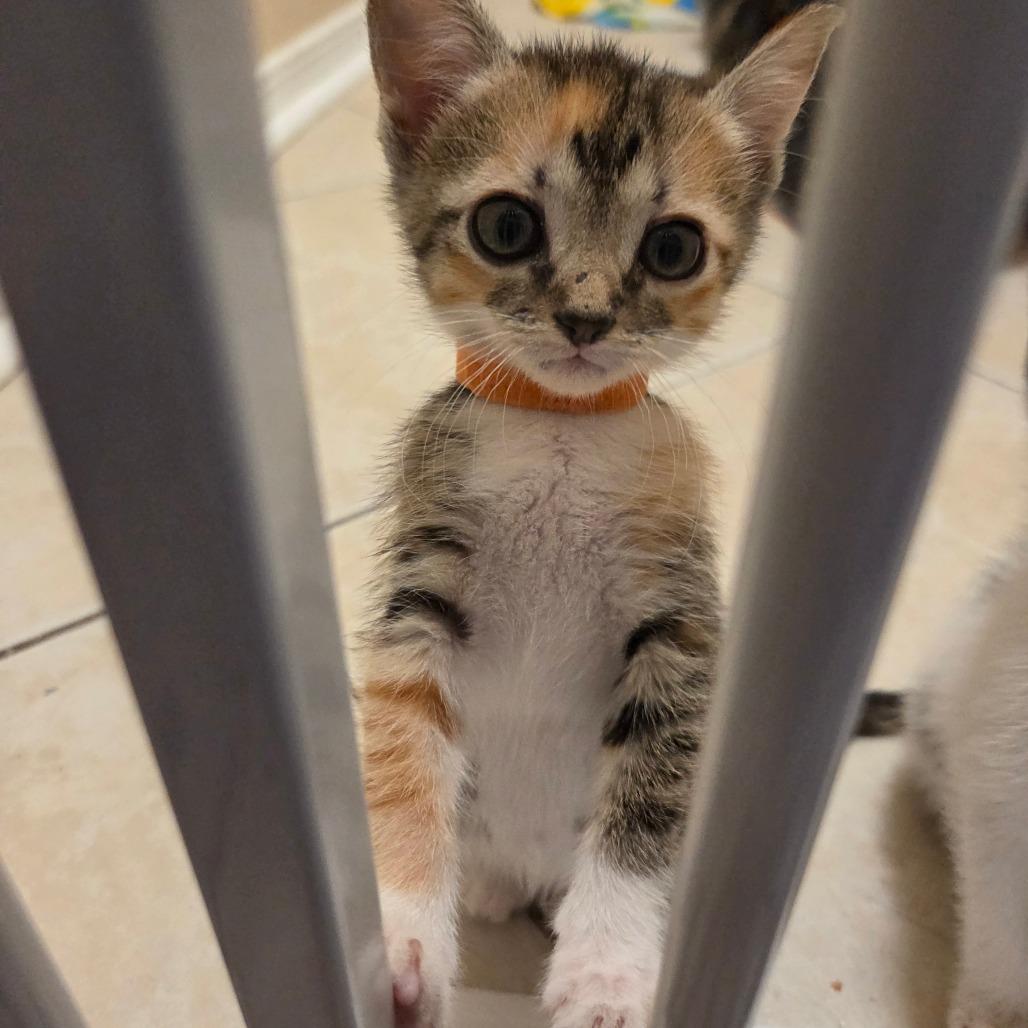 Enlarge F-1 Trillion - DR, a Adoptable Domestic Short Hair in Tallahassee, FL image 6/6