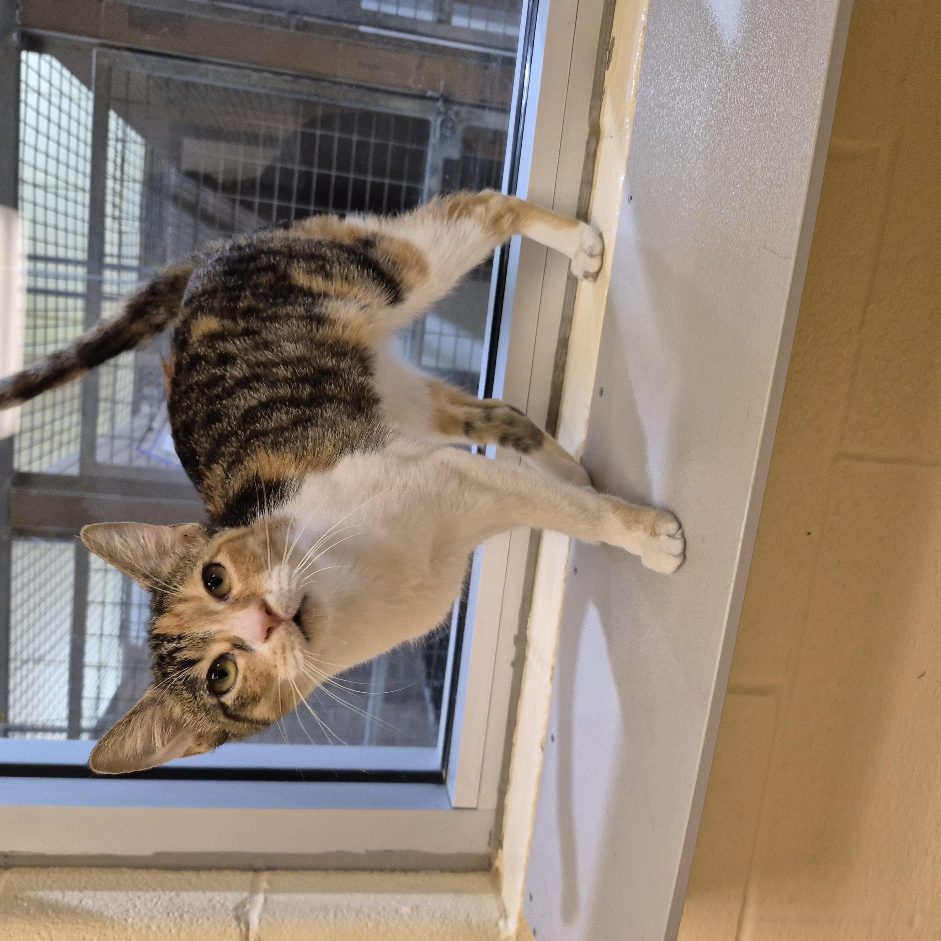 Enlarge Sybil, a Adoptable Domestic Short Hair in Schertz, TX image 2/3