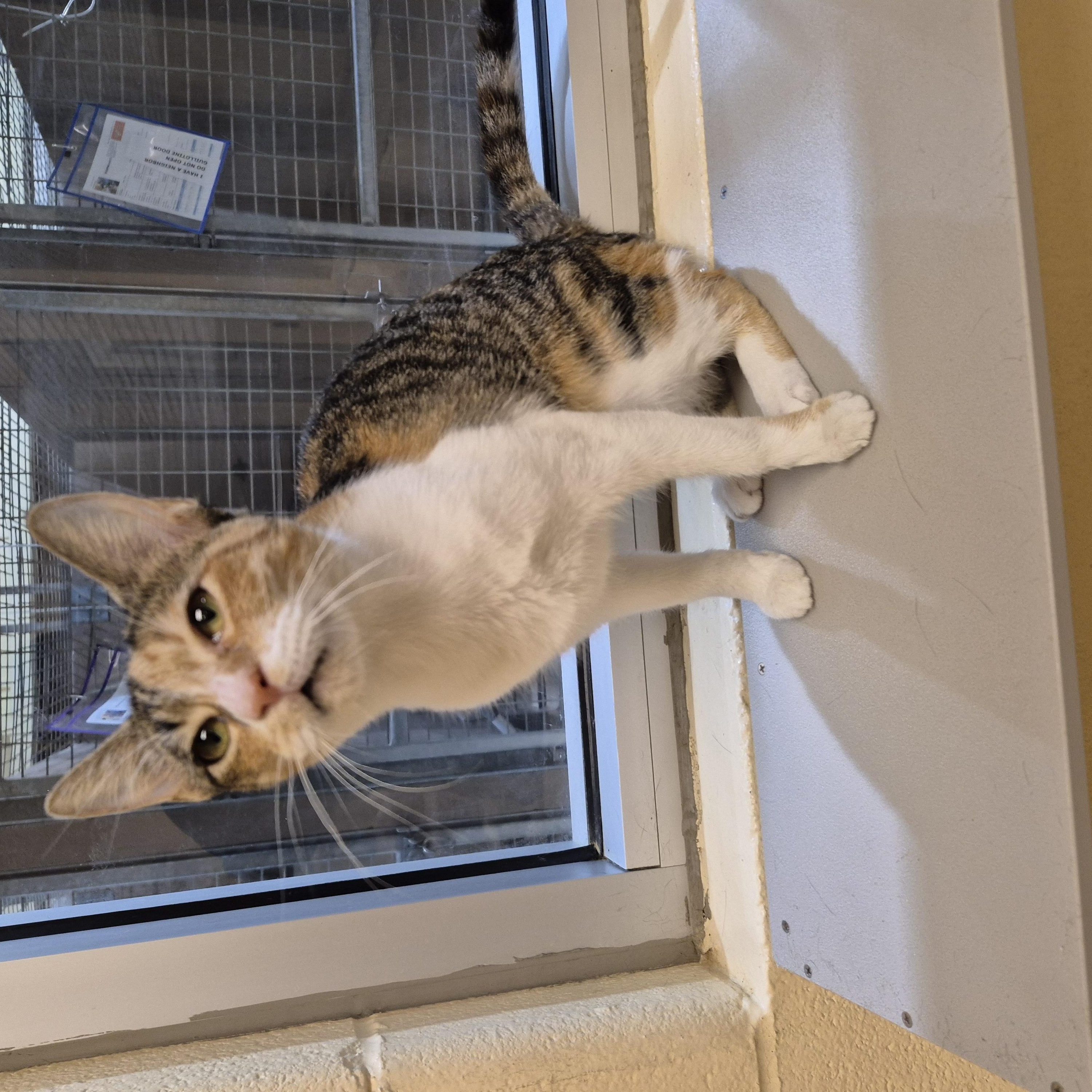 Enlarge Sybil, a Adoptable Domestic Short Hair in Schertz, TX image 3/3