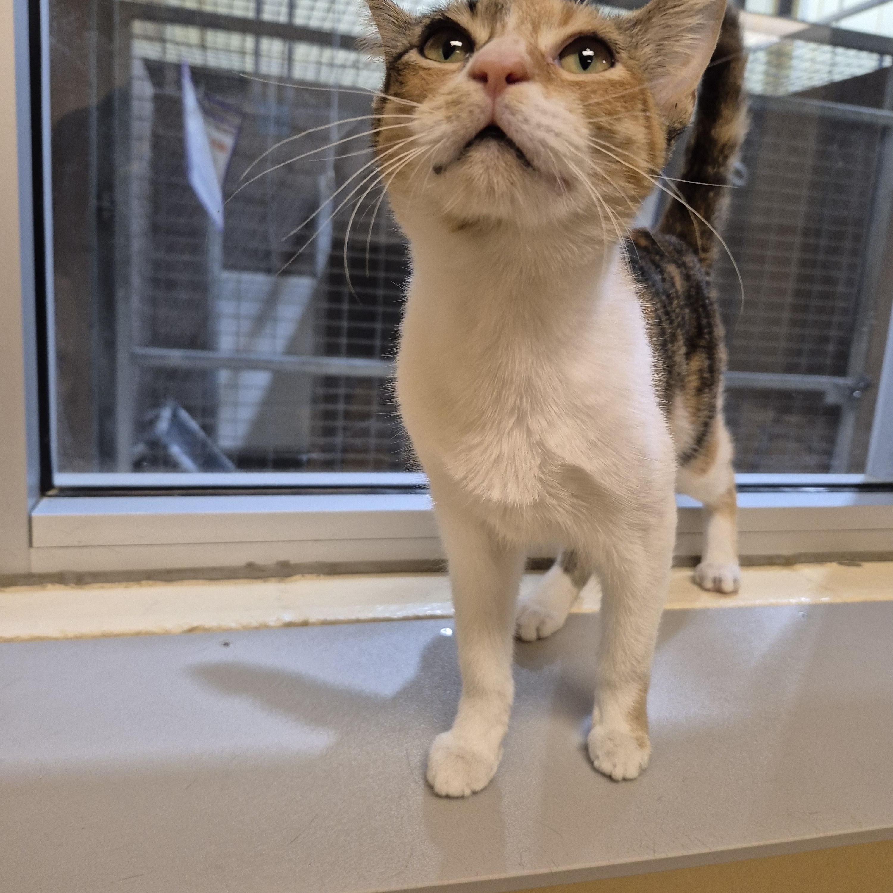 Sybil, Adoptable, Adult Female Domestic Short Hair.