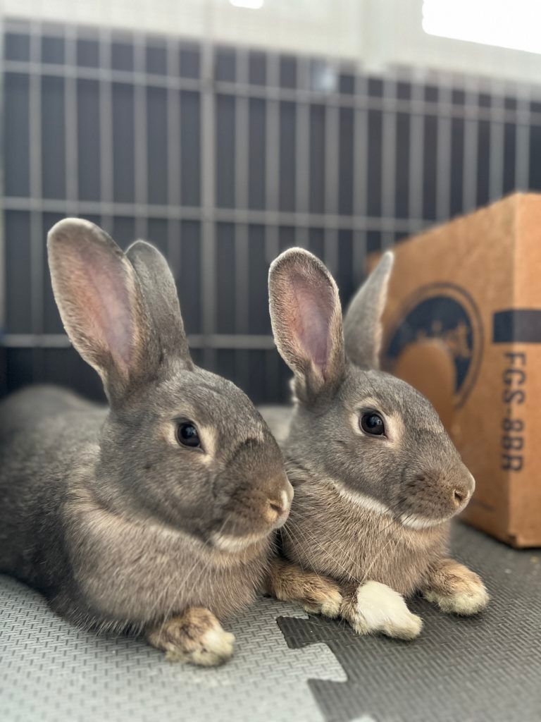 Lennon & Minerva (Vancouver), Adoptable, Adult Male Bunny Rabbit.