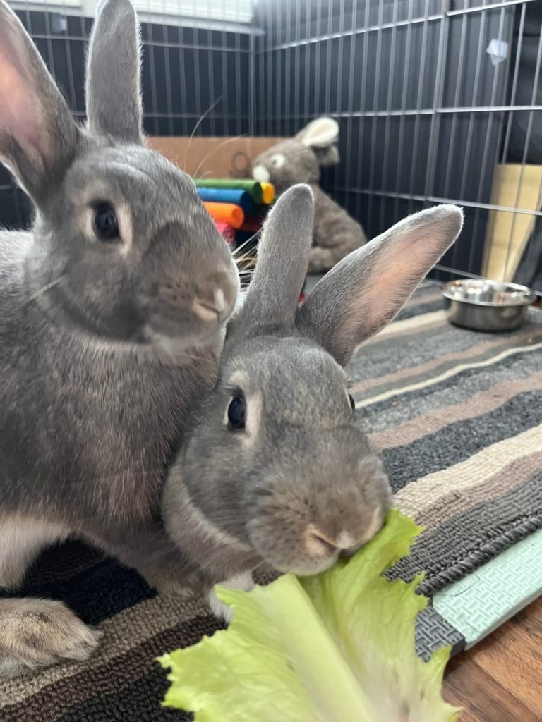 Enlarge Lennon & Minerva (Vancouver), a Adoptable mixed breed in Vancouver, BC image 2/6