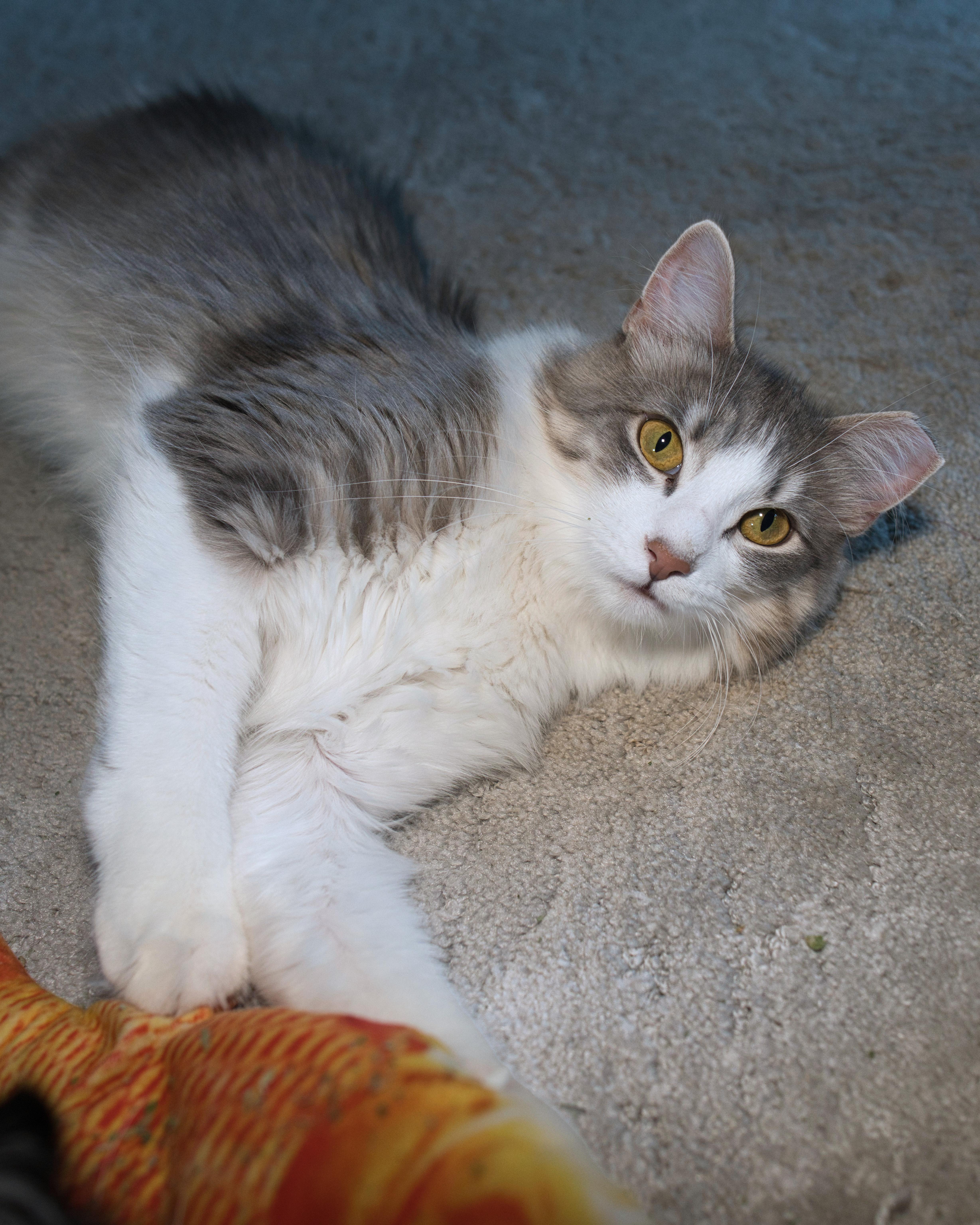 Buttons, a ADOPTABLE Domestic Long Hair in Milwaukee, WI image 6/6