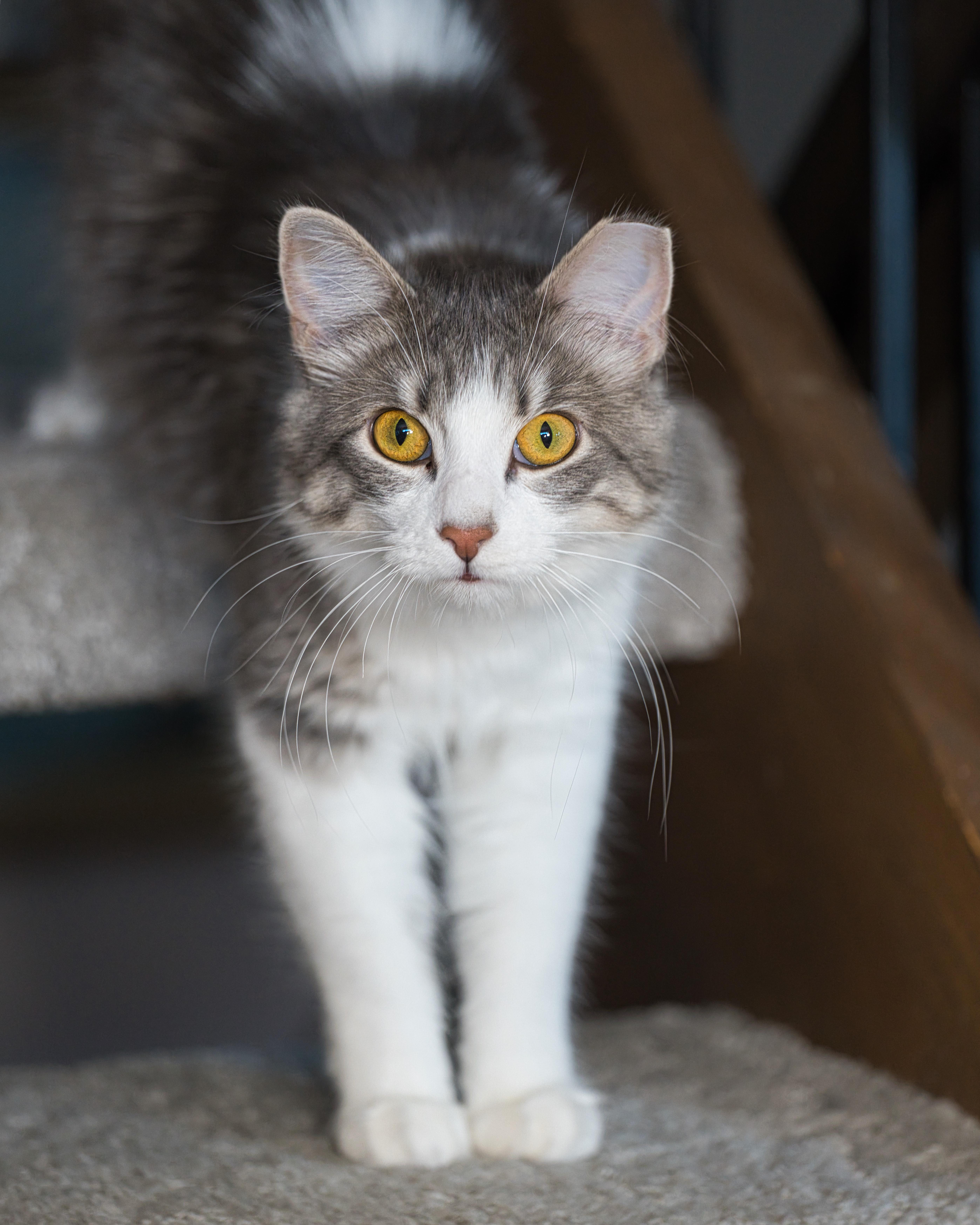 Buttons, a ADOPTABLE Domestic Long Hair in Milwaukee, WI image 1/6