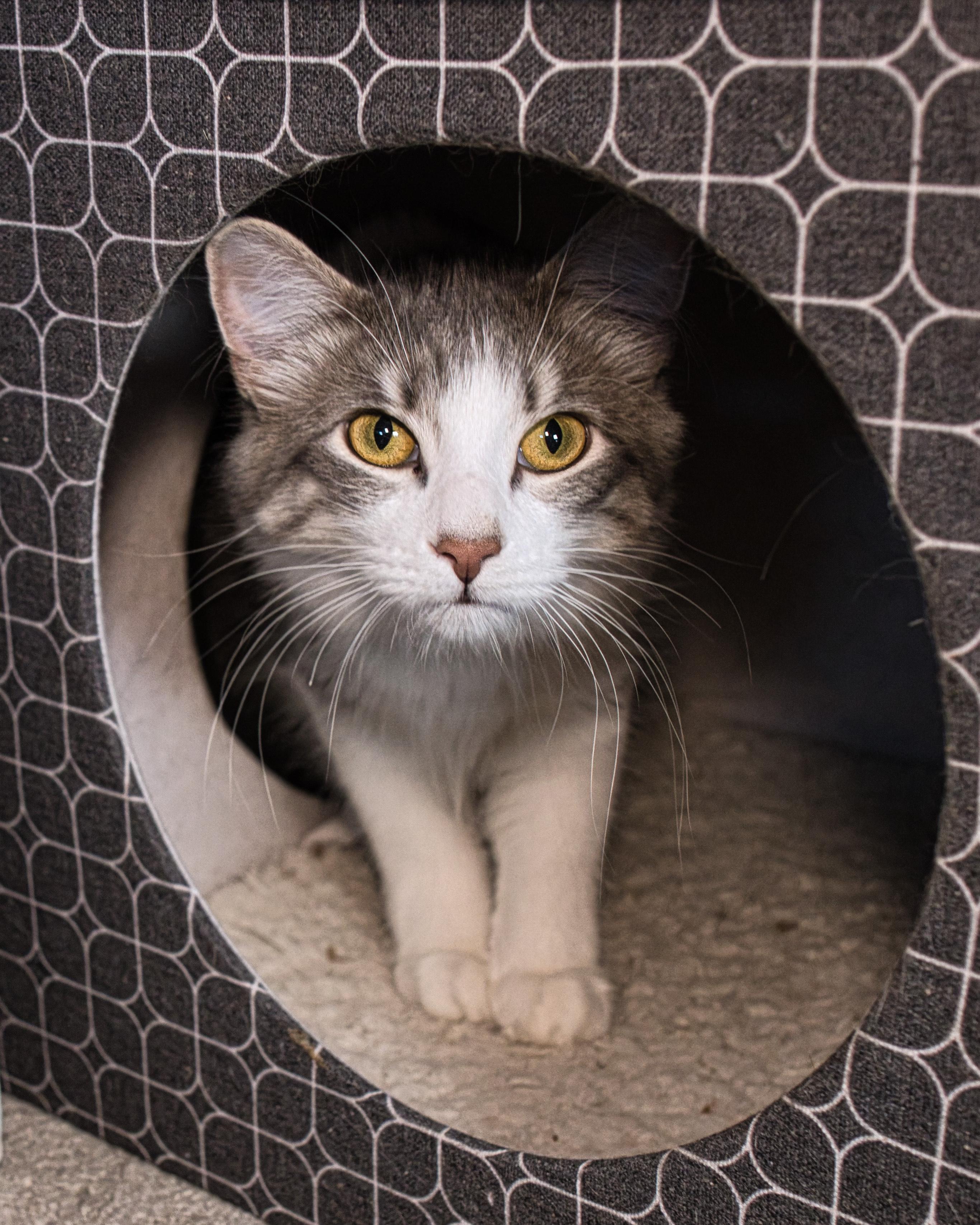 Buttons, a ADOPTABLE Domestic Long Hair in Milwaukee, WI image 5/6