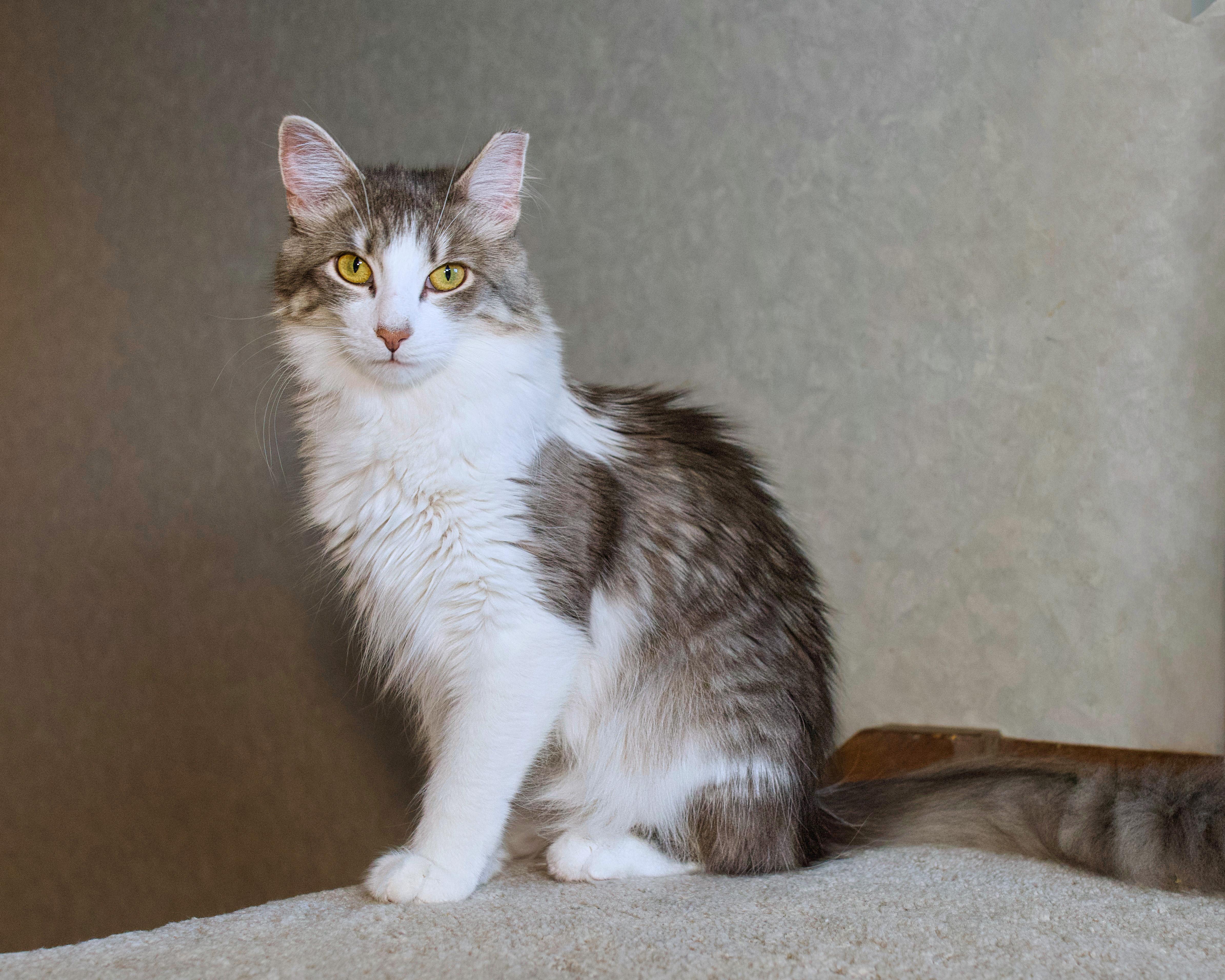 Buttons, a ADOPTABLE Domestic Long Hair in Milwaukee, WI image 3/6