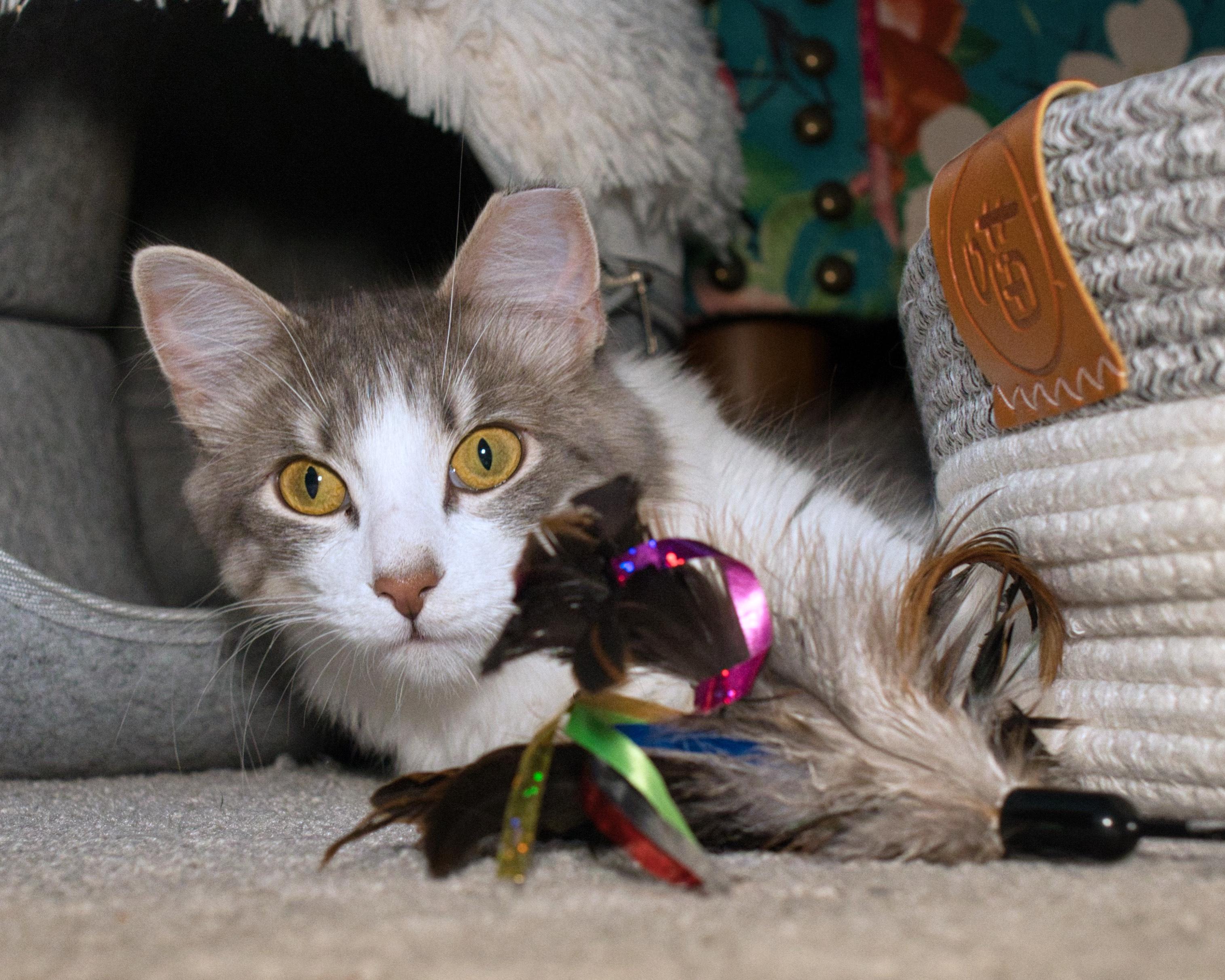 Buttons, a ADOPTABLE Domestic Long Hair in Milwaukee, WI image 2/6