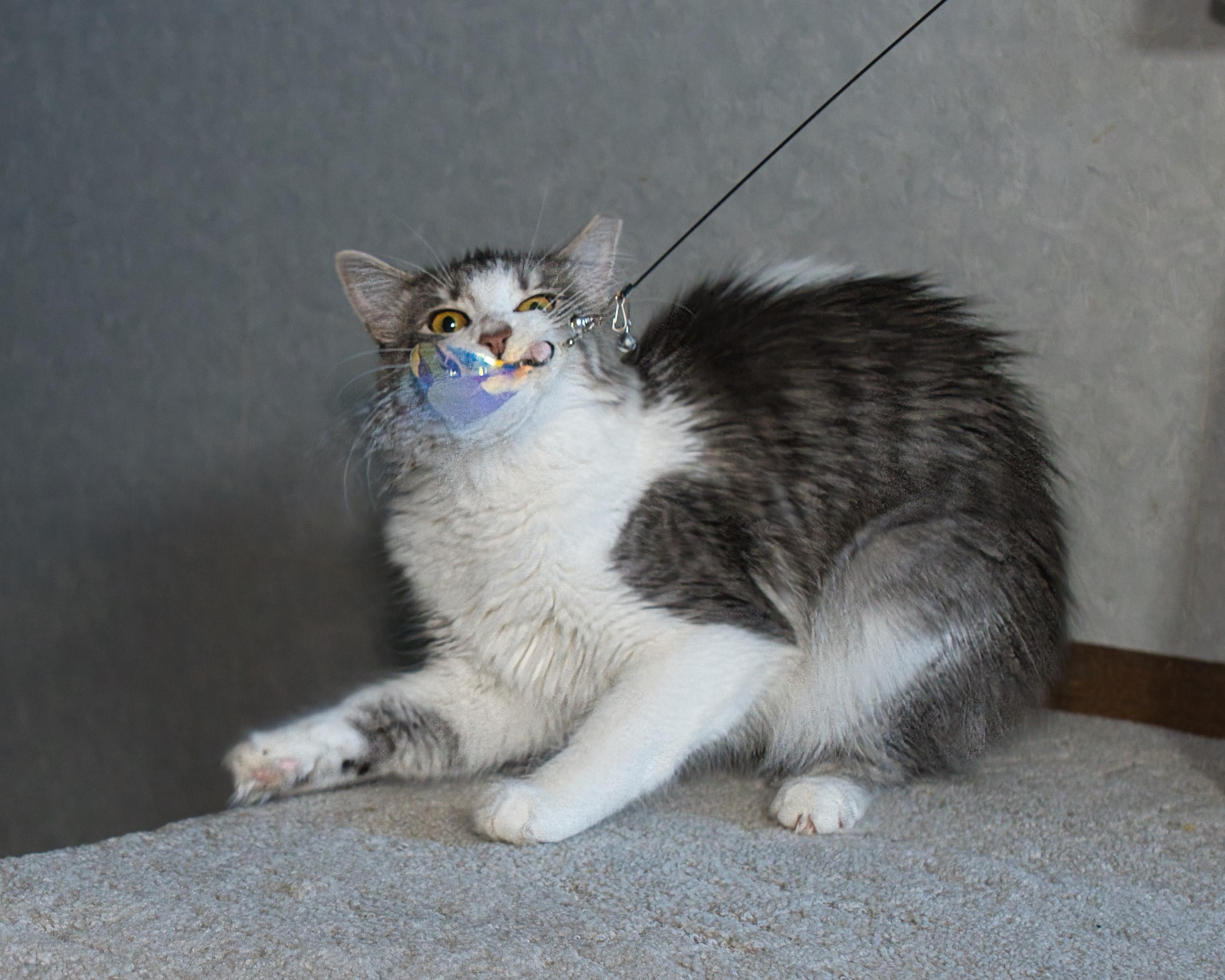 Buttons, a ADOPTABLE Domestic Long Hair in Milwaukee, WI image 4/6