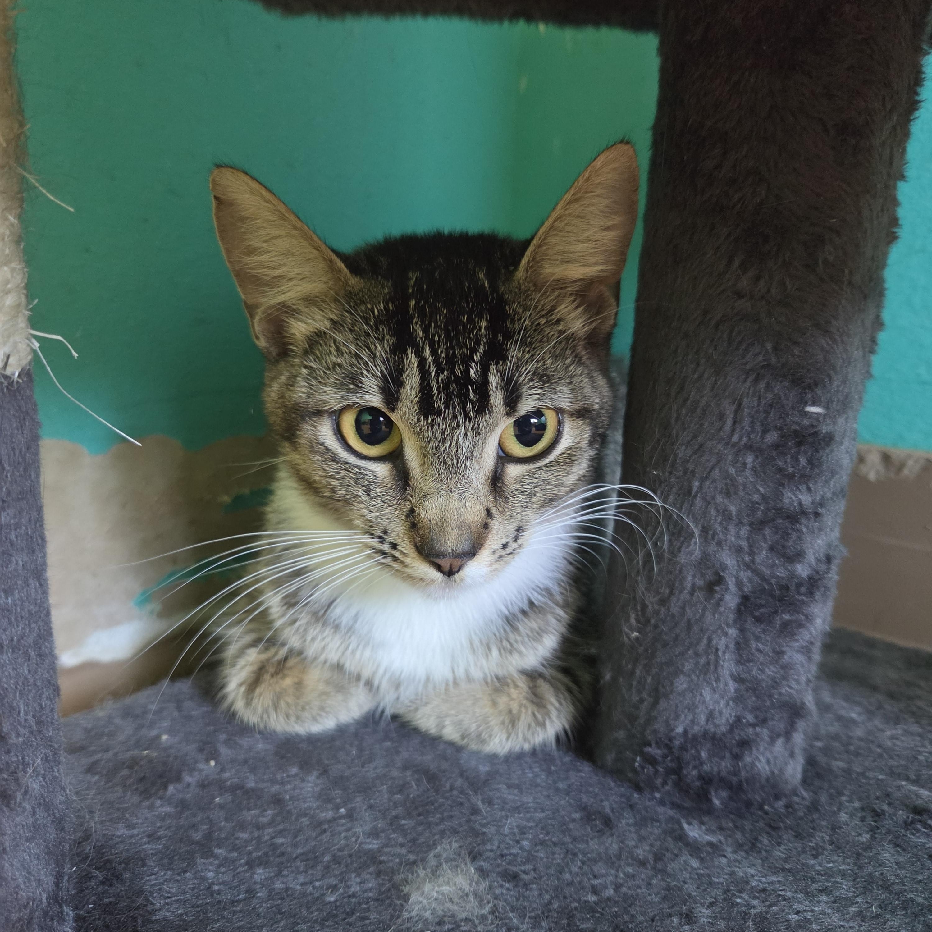 Fingers, Adoptable, Young Female Domestic Short Hair.