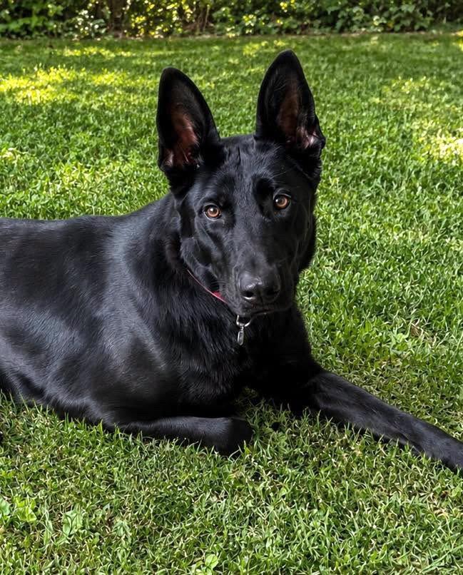 Cyrus, Adoptable, Adult Male German Shepherd Dog.
