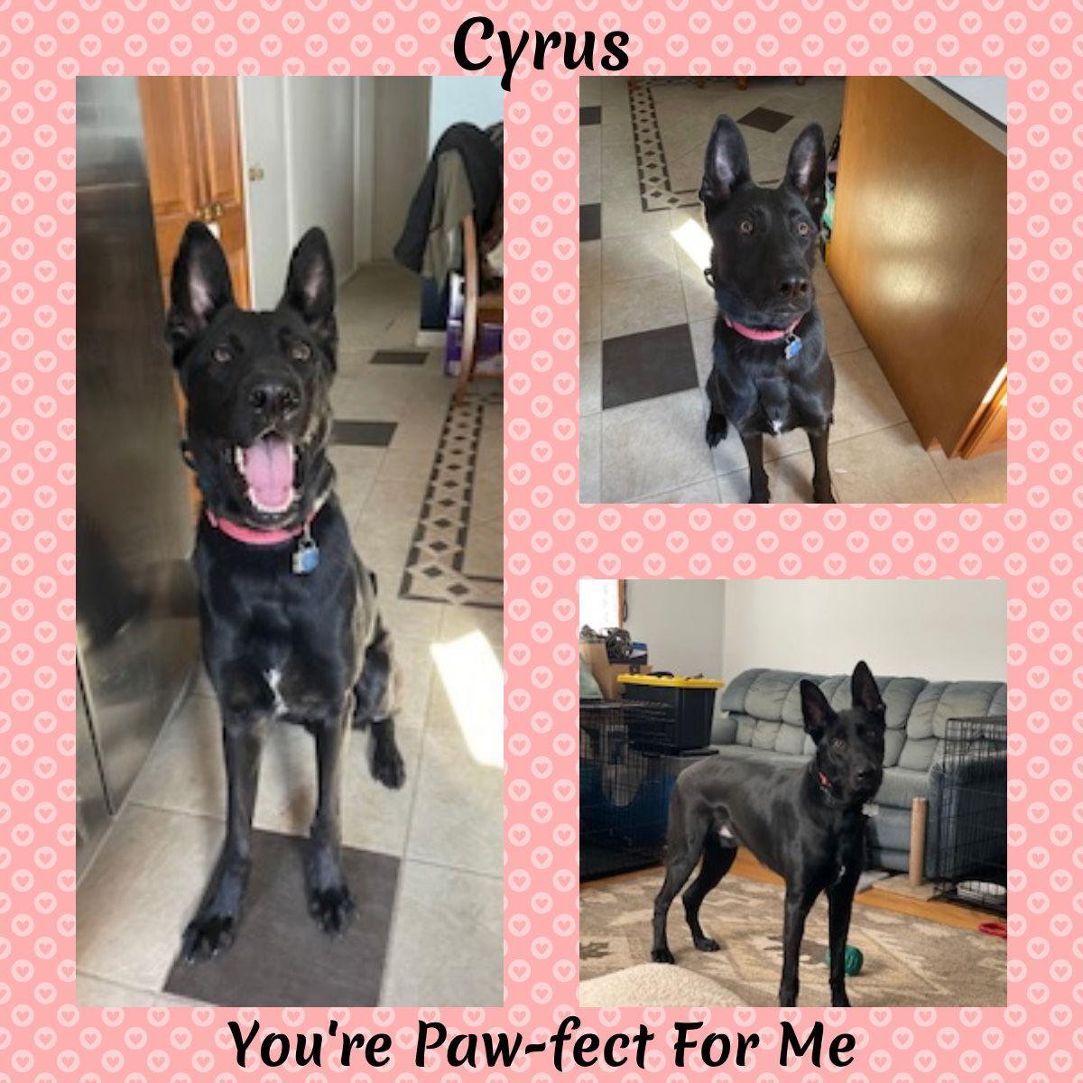 Cyrus, a Adoptable German Shepherd Dog in Baltimore, MD image 1/3