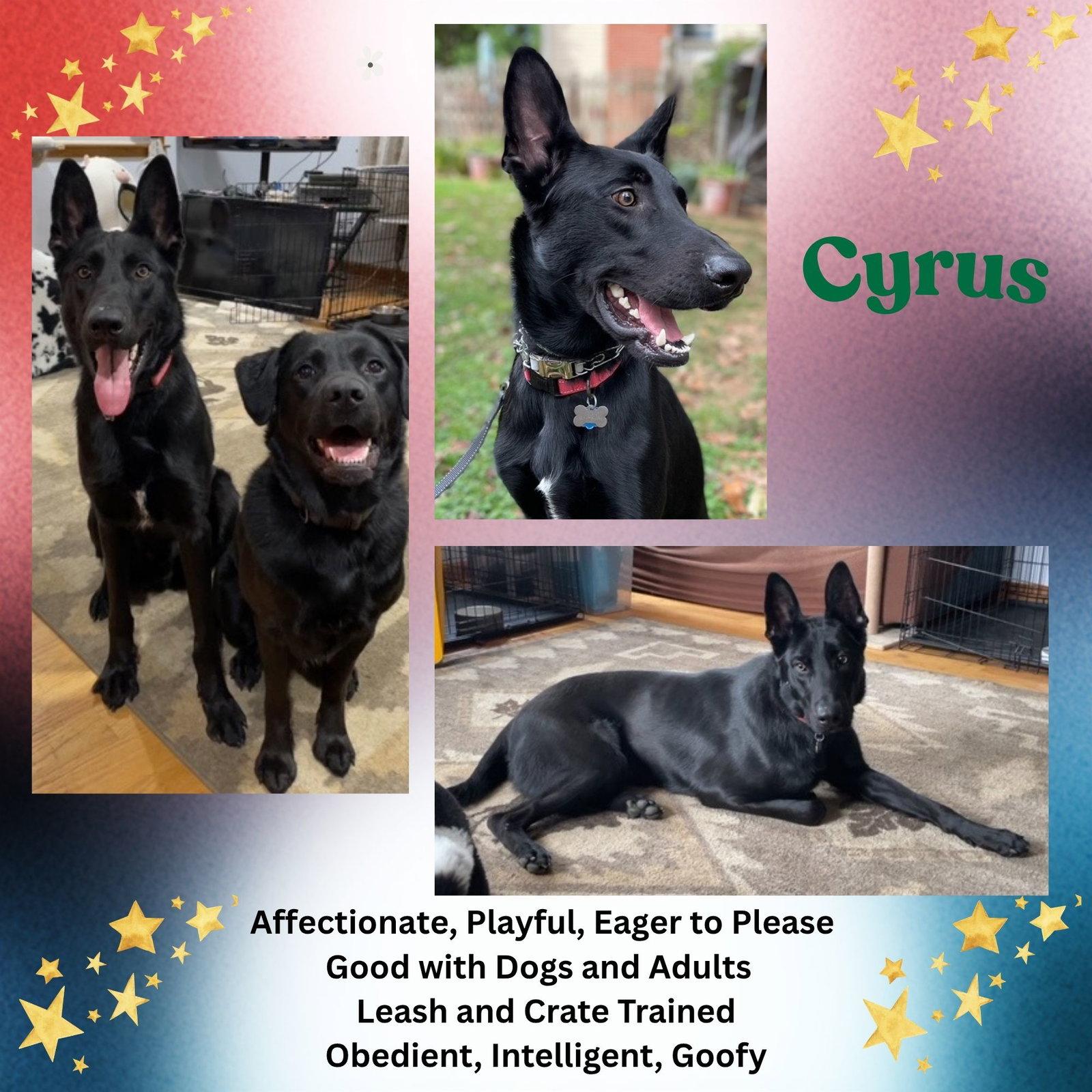 Cyrus, a Adoptable German Shepherd Dog in Baltimore, MD image 1/3