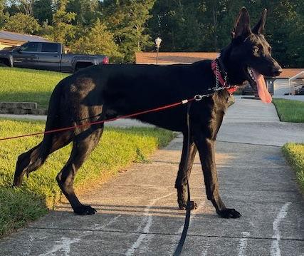 Cyrus, Adoptable, Adult Male German Shepherd Dog.