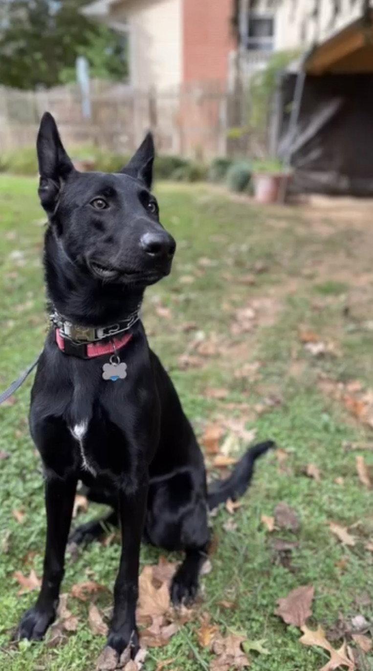 Cyrus, a Adoptable German Shepherd Dog in Baltimore, MD image 2/3