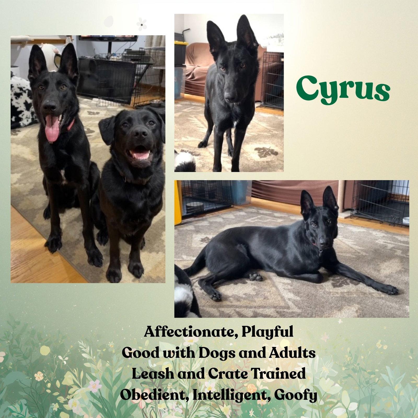 Enlarge Cyrus, a Adoptable German Shepherd Dog in Baltimore, MD image 1/3
