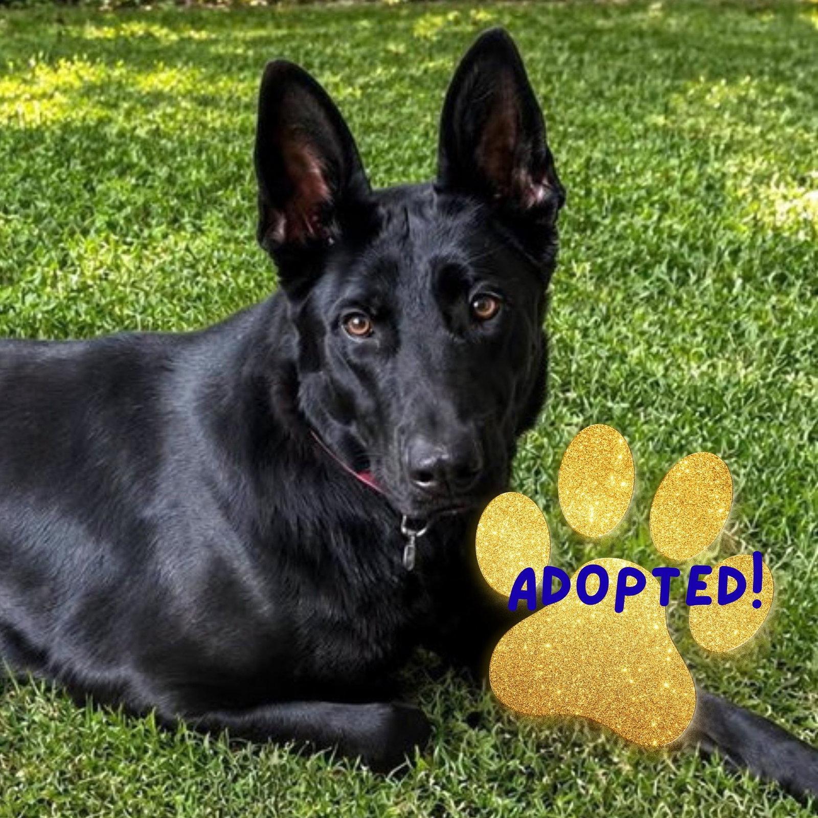 Enlarge Cyrus, a Adoptable German Shepherd Dog in Baltimore, MD image 2/3