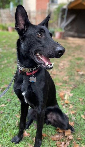 Cyrus, a Adoptable German Shepherd Dog in Baltimore, MD image 2/3