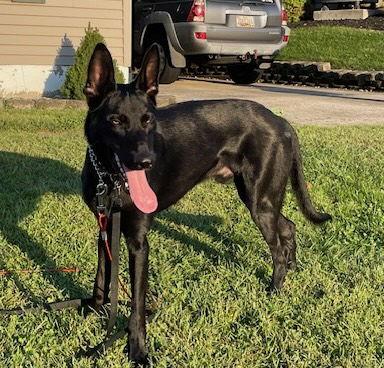 Cyrus, Adoptable, Adult Male German Shepherd Dog.